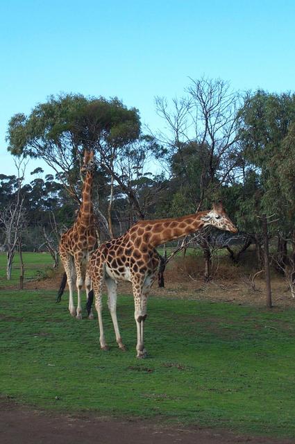 Giraffes at Werribee Zoo